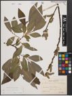 Foto von Salix cinerea L. x Salix viminalis L.